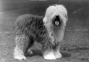 Fare: FALL/ENGLISH SHEEPDOG/29