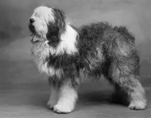Mate: FALL/ENGLISH SHEEPDOG/38