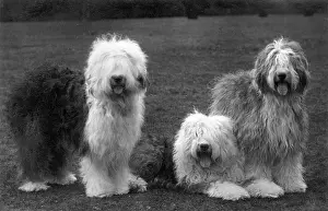 Harcourt: FALL/ENGLISH SHEEPDOG/38