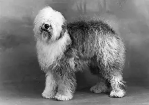 Hammond: FALL/ENGLISH SHEEPDOG/49