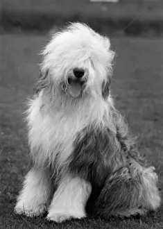 Shepton: FALL/ENGLISH SHEEPDOG/63