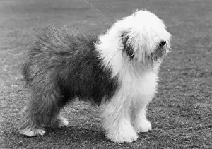 Ringleader: FALL/ENGLISH SHEEPDOG/65