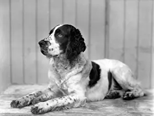 Thomas Fall: FALL/ENGLISH SPRINGER/24
