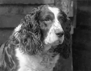 Unnamed: FALL/ENGLISH SPRINGER/30