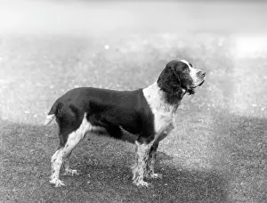 Thomas Fall: FALL/ENGLISH SPRINGER/33