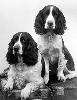 Thomas Fall: FALL/ENGLISH SPRINGER/38
