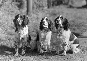 Thomas Fall: FALL/ENGLISH SPRINGER/43