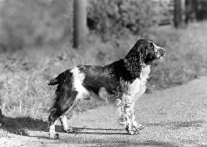 Thomas Fall: FALL/ENGLISH SPRINGER/43