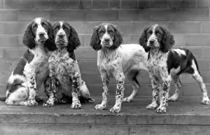 Unnamed: FALL/ENGLISH SPRINGER/44