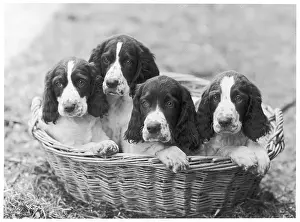 Thomas Fall: FALL/ENGLISH SPRINGER/46