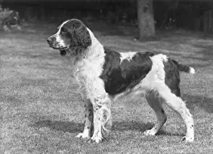 Thomas Fall: FALL/ENGLISH SPRINGER/52