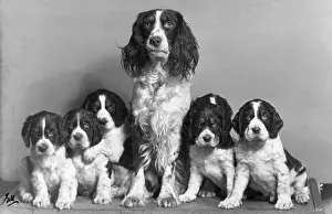 Unnamed: FALL/ENGLISH SPRINGER/56