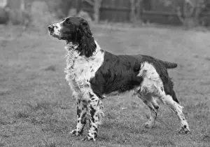 Thomas Fall: FALL/ENGLISH SPRINGER/60