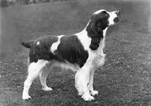 Springer: FALL/ENGLISH SPRINGER/64
