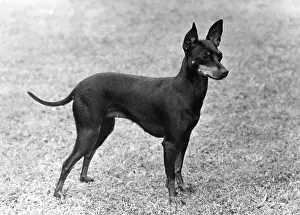Bells: FALL/ENGLISH TOY TERRIER