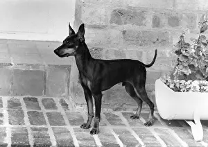 Beatnik: FALL/ENGLISH TOY TERRIER
