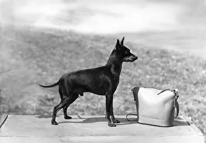 Illustrate: FALL/ENGLISH TOY TERRIER