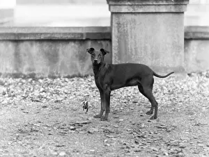 Ratcliff: FALL/ENGLISH TOY TERRIER