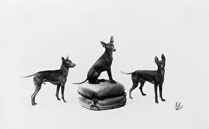 Pouffe: FALL/ENGLISH TOY TERRIER