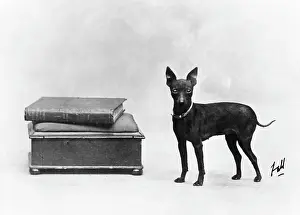 Tiny: FALL/ENGLISH TOY TERRIER