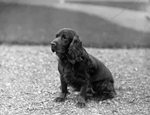 Brigand: FALL/FIELD SPANIEL/1930