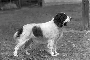 Howe: FALL/FIELD SPANIEL/1931