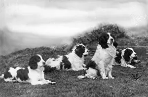 Howe: FALL/FIELD SPANIEL/1932