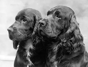 Barnett: FALL/FIELD SPANIEL/1938