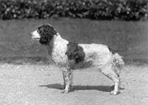 Banchory: FALL/FIELD SPANIEL