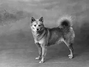 Spitz: FALL/FINNISH SPITZ/1934