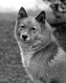 Spitz: FALL/FINNISH SPITZ/1934
