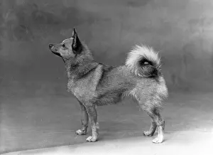 Beresford: FALL/FINNISH SPITZ/1935