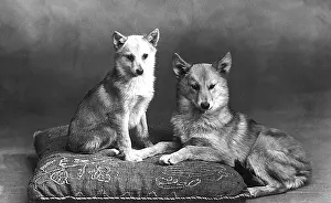 Spitz: FALL/FINNISH SPITZ/1935
