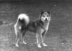 Spitz: FALL/FINNISH SPITZ/1936