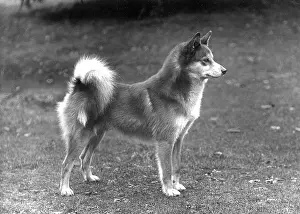 Spitz: Fall - Finnish Spitz - 1936