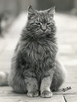 Fluffy: FALL/FLUFFY HOUSE CAT