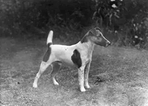 Darter: FALL/FOX TERRIER/1949