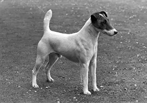 Lindley: FALL/FOX TERRIER/1955