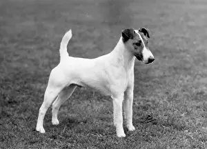 Mercury: FALL/FOX TERRIER/1962