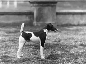 Glover: FALL/FOX TERRIER/DONJUAN