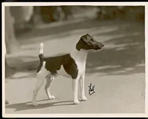 Pearson: FALL/FOX TERRIER/TAFFY