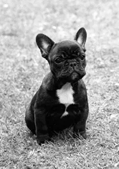 Watkins: FALL/FRENCH BULLDOG/PUP