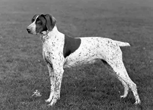 Renate: FALL/GERMAN POINTER/1963