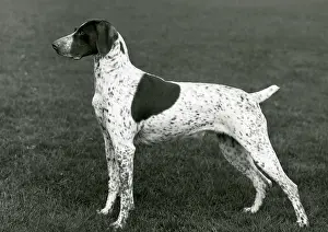Renate: FALL/GERMAN POINTER/1963