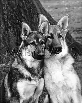 Kentwood: FALL/GERMAN SHEPHERDS