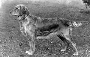 Abbots: FALL/GOLDEN RETRIEVER/34