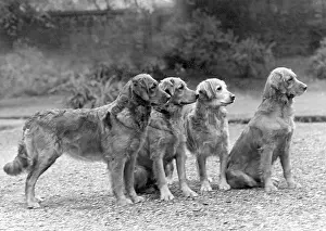 Generations: FALL/GOLDEN RETRIEVER
