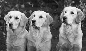 Retrievers: FALL/GOLDEN RETRIEVER