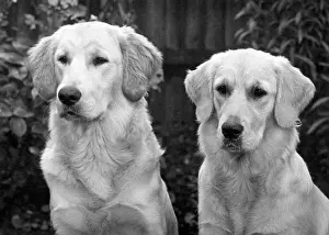 Kennel: FALL/GOLDEN RETRIEVER
