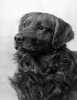 Gilliat: FALL/GOLDEN RETRIEVER
